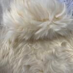 Australian Sheepskin Rug - Yellow - Image 3